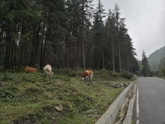 -硗碛藏寨·神木垒景区