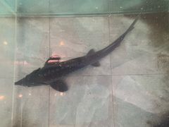 -红井路游艺炖锅·音乐餐吧(十渡店)