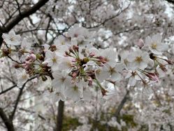 -复旦大学附属妇产科医院(杨浦院区)