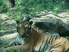 -北京野生动物园