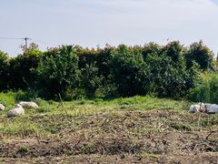 -小鱼草莓采摘园农家乐·小鱼餐厅