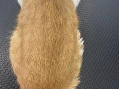 -欧奕国际动物医院