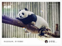 -成都大熊猫繁育研究基地