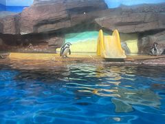 -海合安武汉极地海洋公园