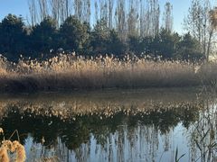 -大兴滨河森林公园