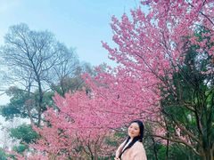 -武汉大学-樱园