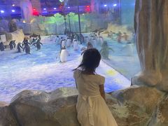 -芜湖新华联大白鲸海洋公园