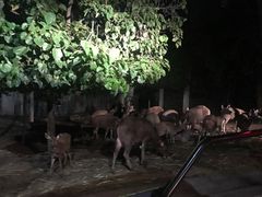 -清迈夜间动物园