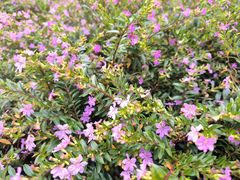 -重庆中央公园(渝北区)