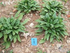 -陈李济中药博物馆