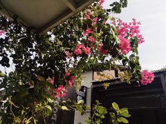 -蓝山四季西餐植物店