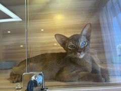 -猫十亿·布偶金渐层·曼基康矮脚猫舍(青年路店)