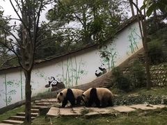 -中国大熊猫保护研究中心雅安碧峰峡基地