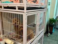 -宠物梦想家(日月豪庭店)