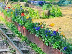 -上海共青森林公园