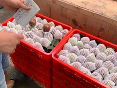 -双福水果批发市场