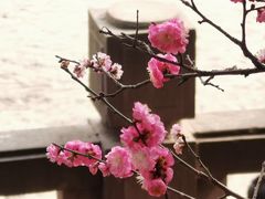 -望江楼公园