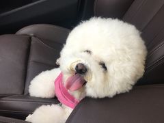 -多卡布奇宠物生活馆(上林世家店)