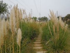 -上海长兴岛郊野公园