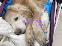 -北京观赏动物医院·24小时大型综合·猫专科·异宠专科