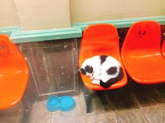 -猫咪博物馆(顶澳仔猫街店)