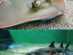 -上海海洋水族馆