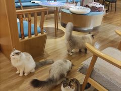 -滚猫咖啡·猫咖·猫友好撸猫(未来城店)