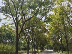 -贡湖湾湿地公园