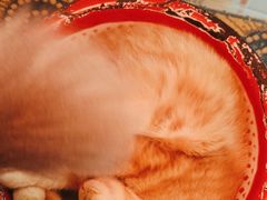 -平行世界·猫咖(首经贸店)