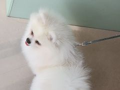 -佳雯宠物医院·皮肤科·内外科(春晓路分院)