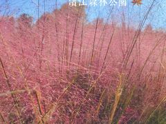 -上海滨江森林公园