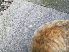 -普陀山慧济禅寺