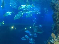 -暹罗海洋世界