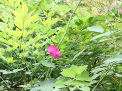 -成都市活水公园