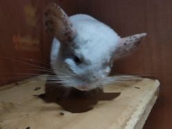 点击看大图 -神奇动物撸宠馆·羊驼·小浣熊·异宠(豫园店)