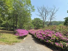 -宜兴龙背山森林公园