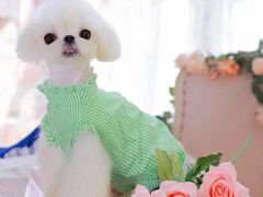 -萌宠之家·腊肠犬·马尔泰·小体犬舍
