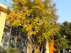 -三圣花乡旅游区