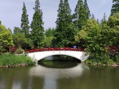 -东平国家森林公园