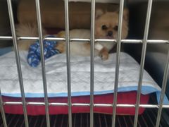 -伟伟宠物医院·CT影像中心·瑞派犬猫综合性门诊(汉口总院)