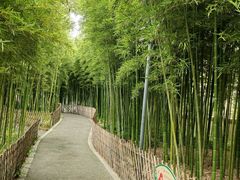 -陈家山荷花公园