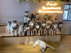 -Husky Go! 哈士奇体验馆·宠物咖啡厅狗咖