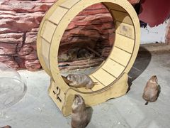 -正佳雨林生态植物园