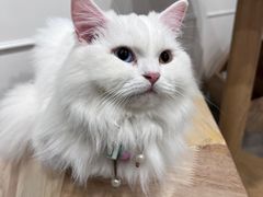 -楼上猫咖(罗湖店)