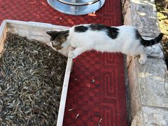 -正宗天津烧麦馆(柳州路店)