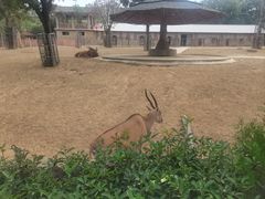 -石家庄市动物园