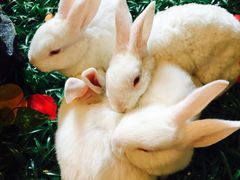 iphone_upload_pic-北京朝阳悠唐皇冠假日酒店