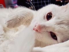 -瑞派旺宝宠物医院·犬猫全科综合·尿道专科(莲兴院)