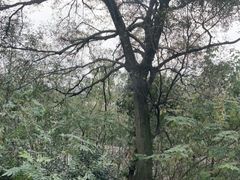 -上海市保健医疗中心