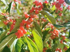 -北京西山国家森林公园